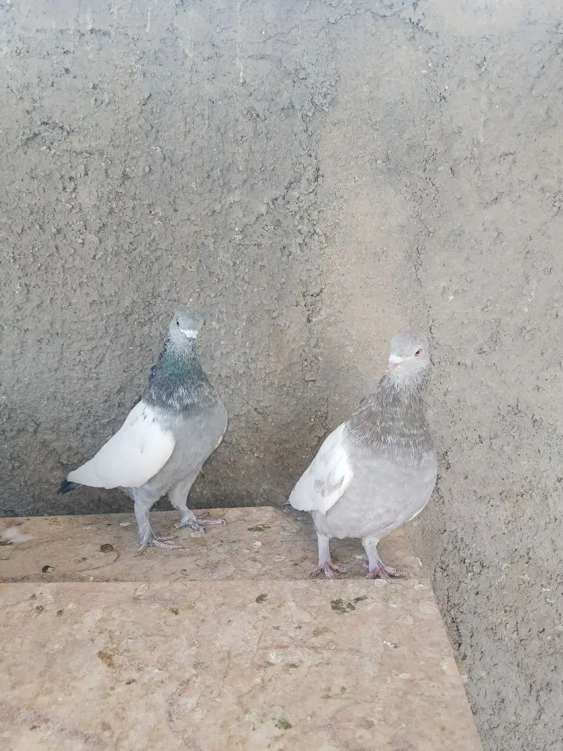 کفتر دمبی وسینه|پرنده|شیراز, دارالرحمه|دیوار
