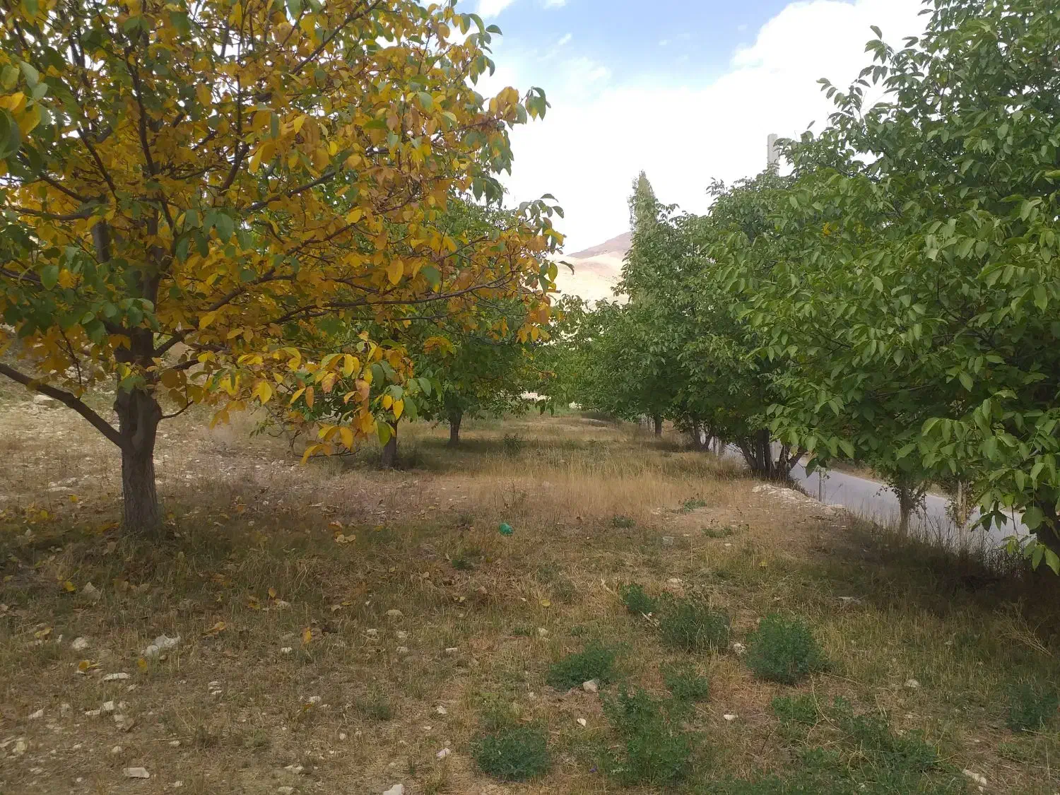 ۱۰۰۰ متر باغ دارای سند برِ جاده اصلی تنگه واشی|فروش زمین و ملک کلنگی|فیروزکوه, |دیوار