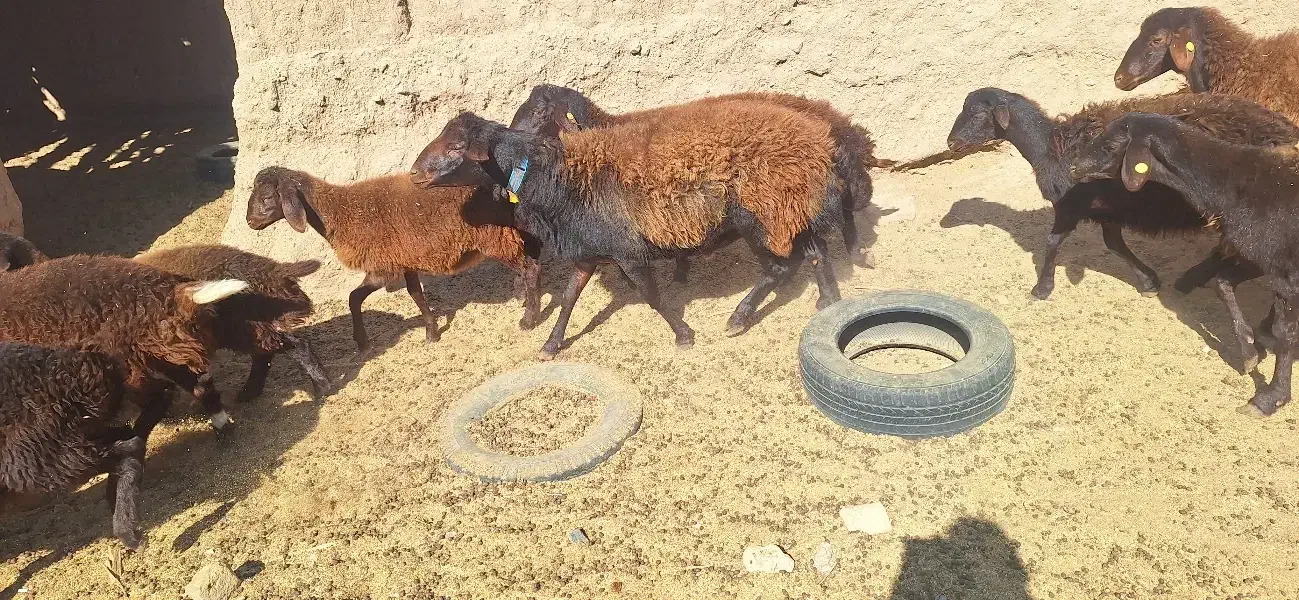 فروش قوچ همو دو دندان قزل افشار|حیوانات مزرعه|خواف, |دیوار