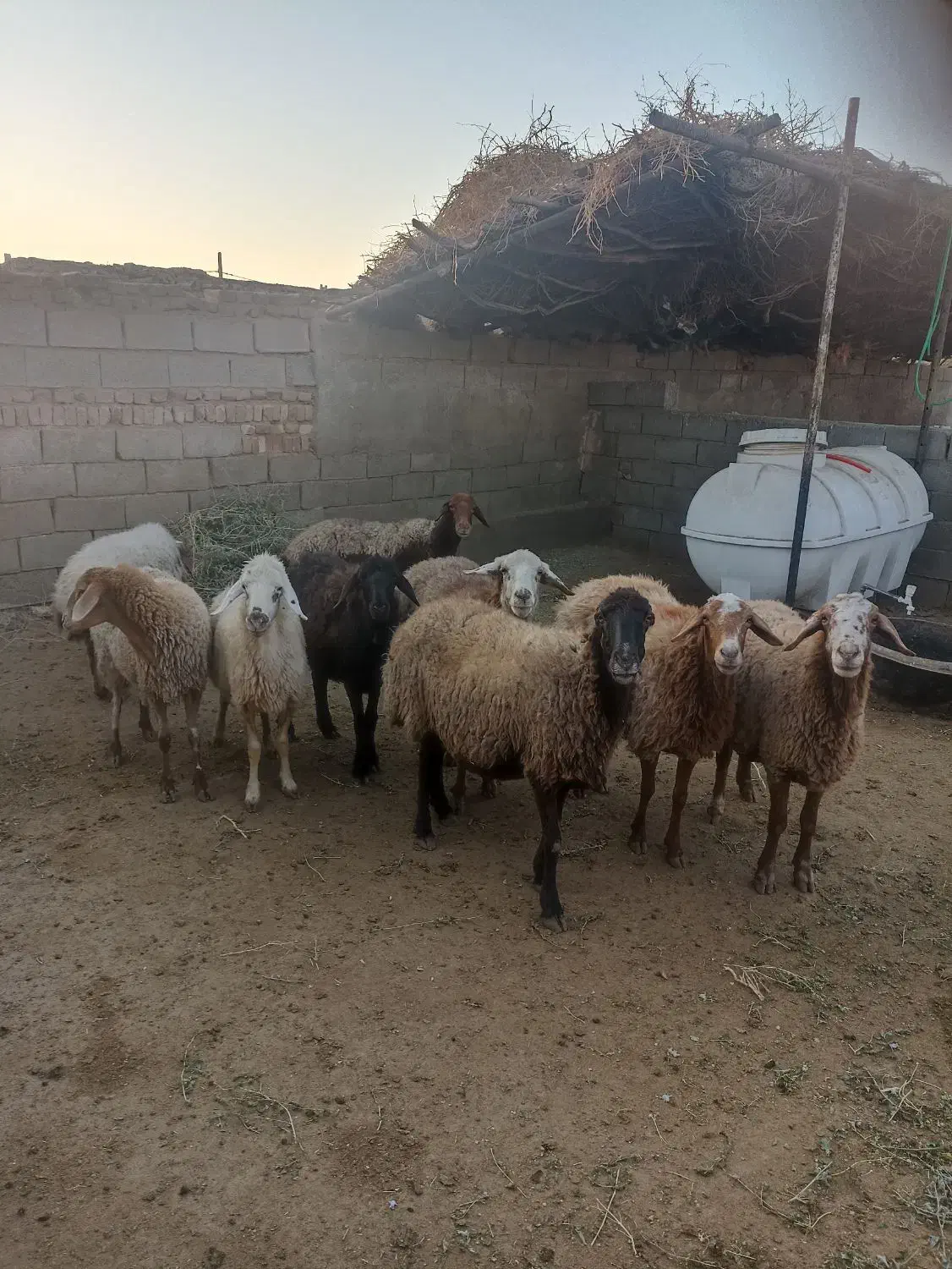 میش گله|حیوانات مزرعه|سبزوار, قصبه شرقی|دیوار