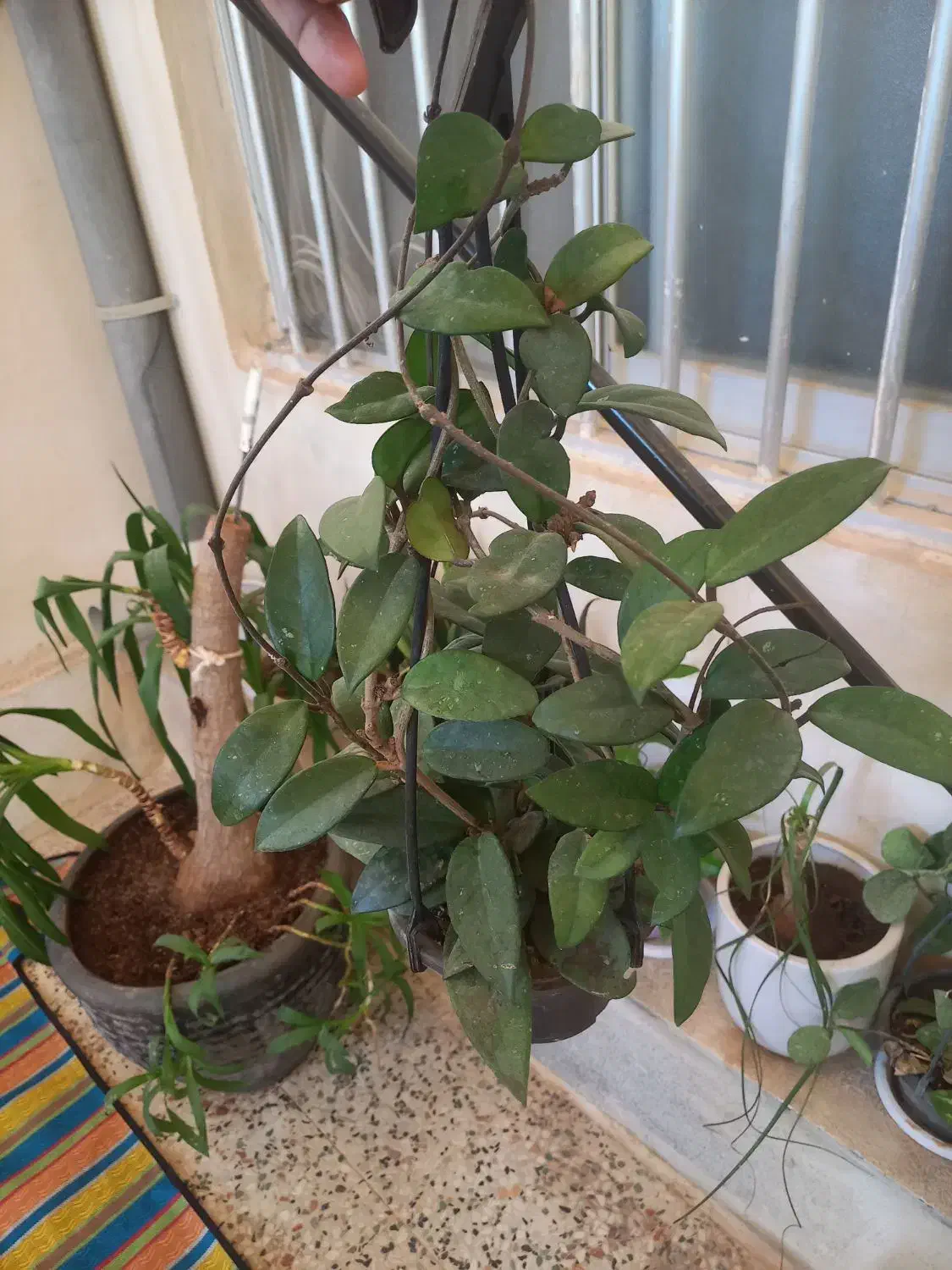 فروش انواع گلهای آپارتمانی‌وهویا|گل و گیاه طبیعی|قشم, |دیوار