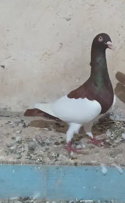 کبوتر یهودی پا بلند نر|پرنده|گنبد کاووس, |دیوار