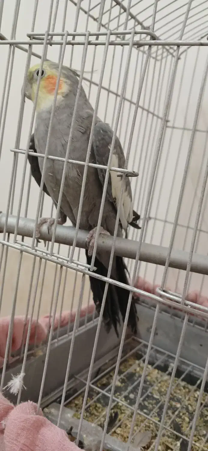 عروس هلندی|پرنده|برخوار, |دیوار