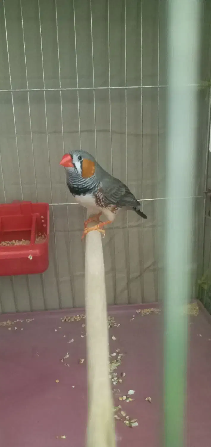 جفت فنچ|پرنده|سراوان, |دیوار