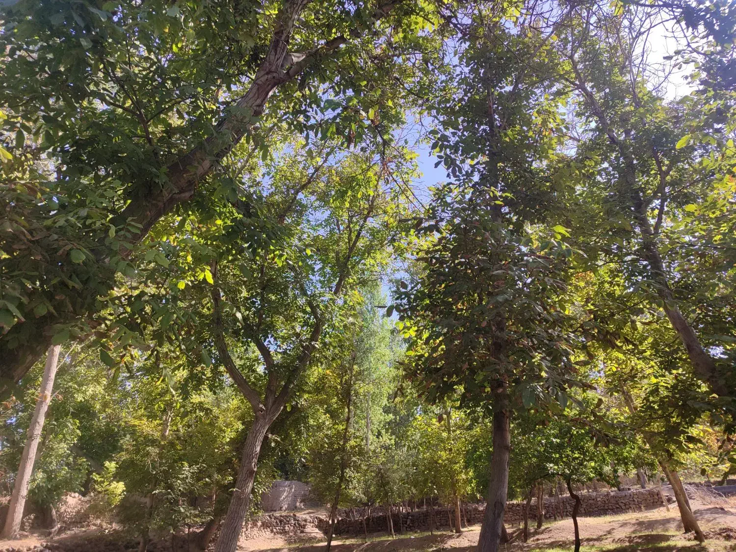 فروش باغ ویلایی دراسکو|فروش زمین و ملک کلنگی|اسکو, |دیوار