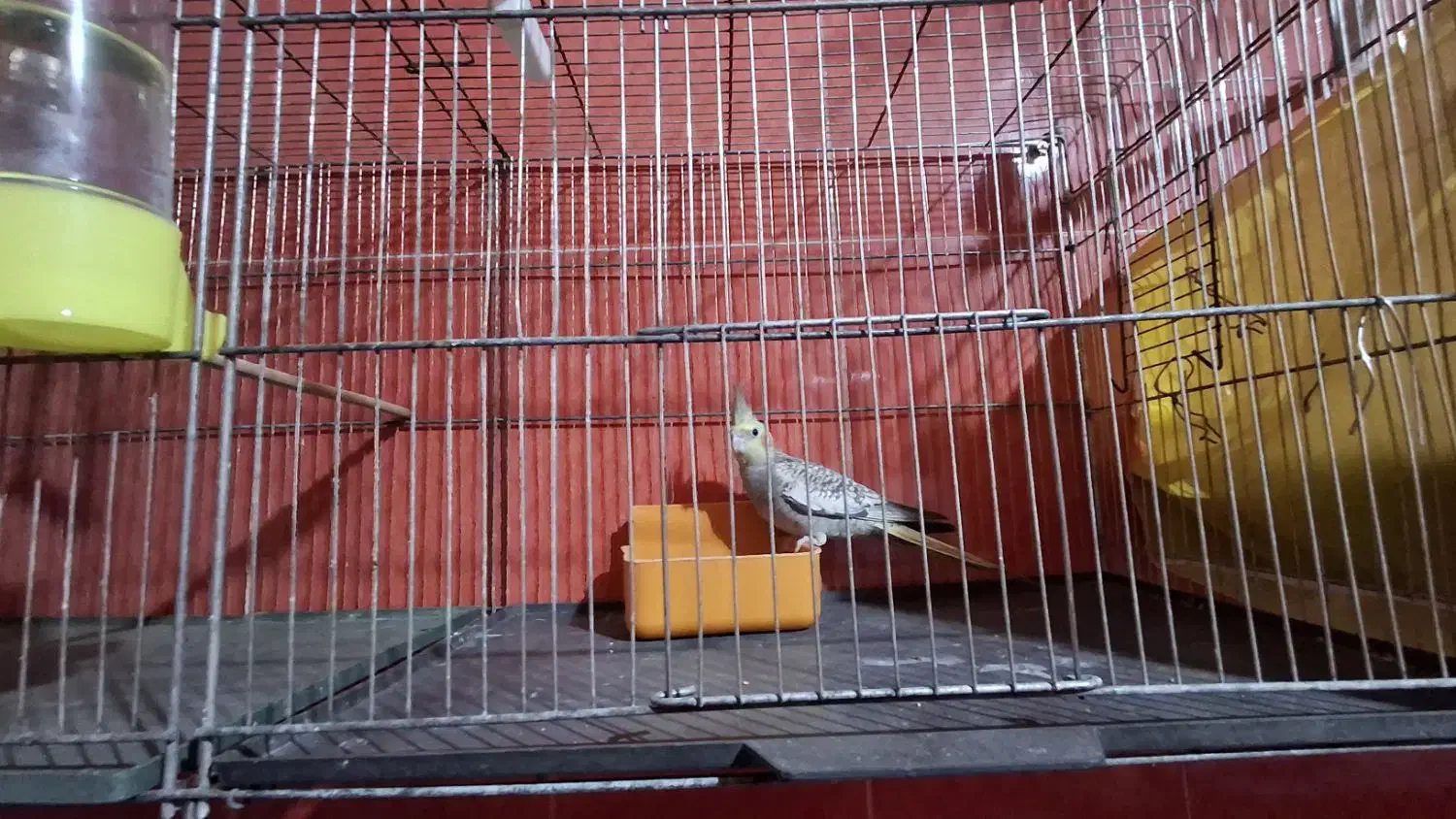 عروس هلندی|پرنده|دهلران, |دیوار