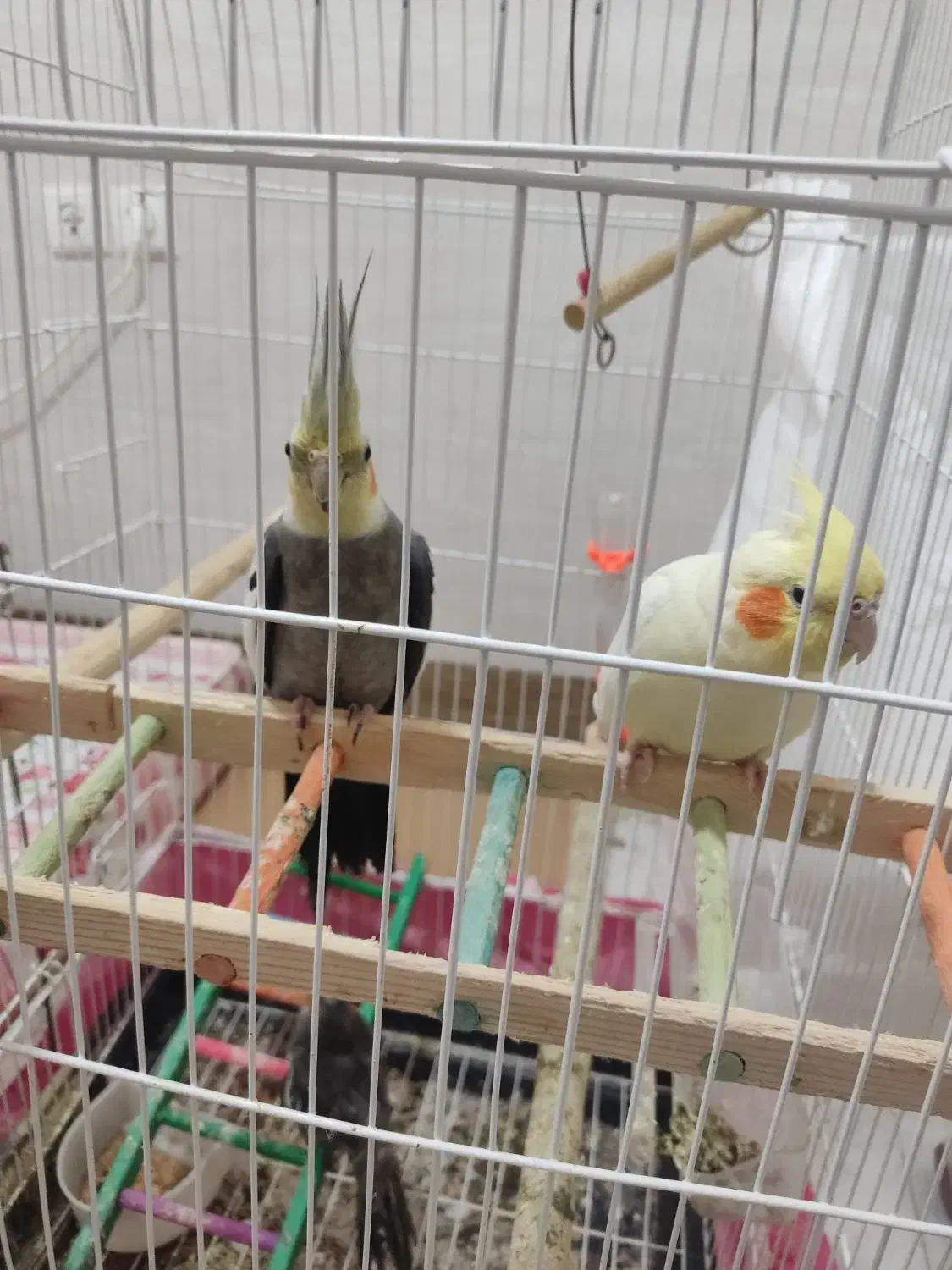 عروس هلندی --قناری-- طوطی گرینجیک|پرنده|اردبیل, |دیوار