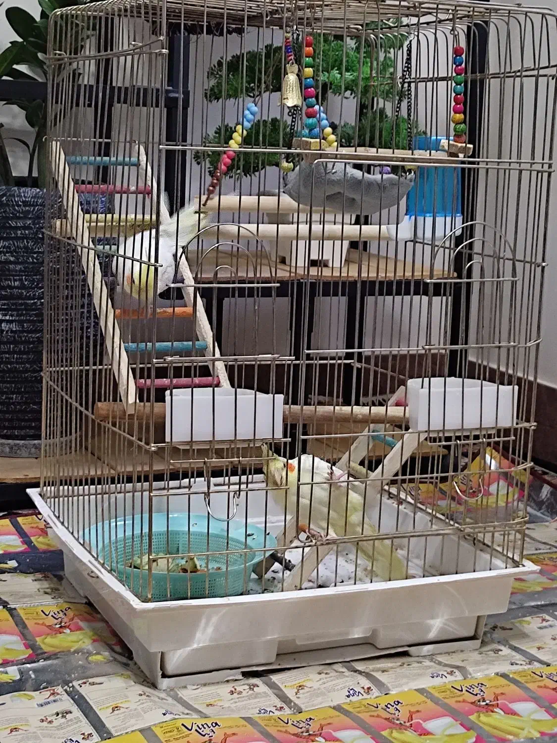 جفت عروس هلندی|پرنده|خرم‌آباد, |دیوار