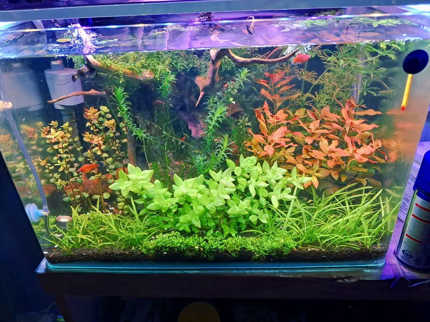 اکواریوم پلنت|ماهی|تهران, جوادیه تهرانپارس|دیوار