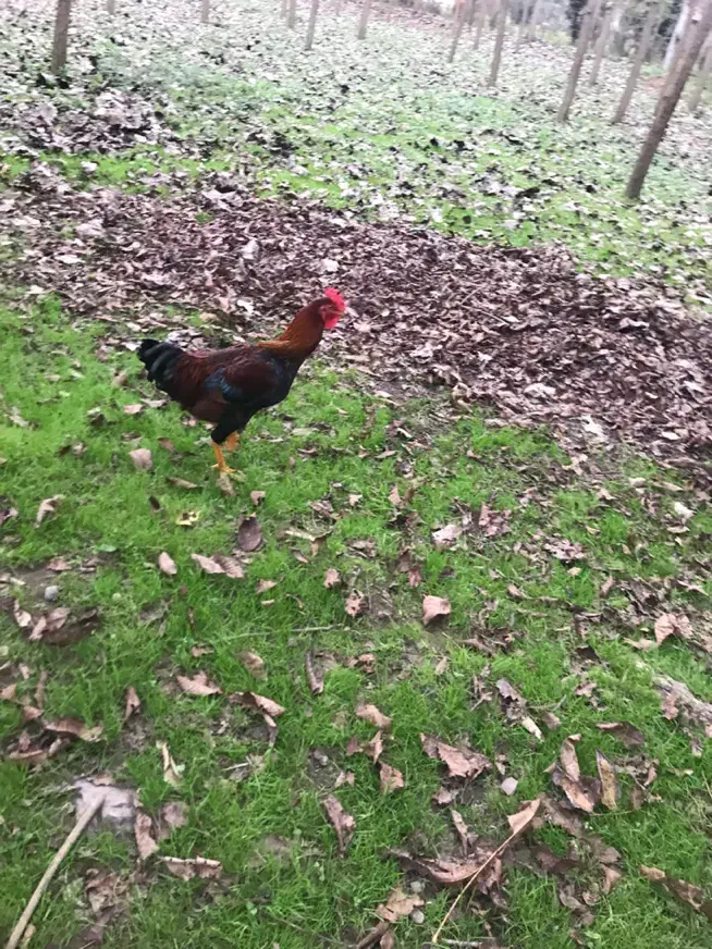 خروس محلی جوان پسند|حیوانات مزرعه|رشت, یخسازی|دیوار