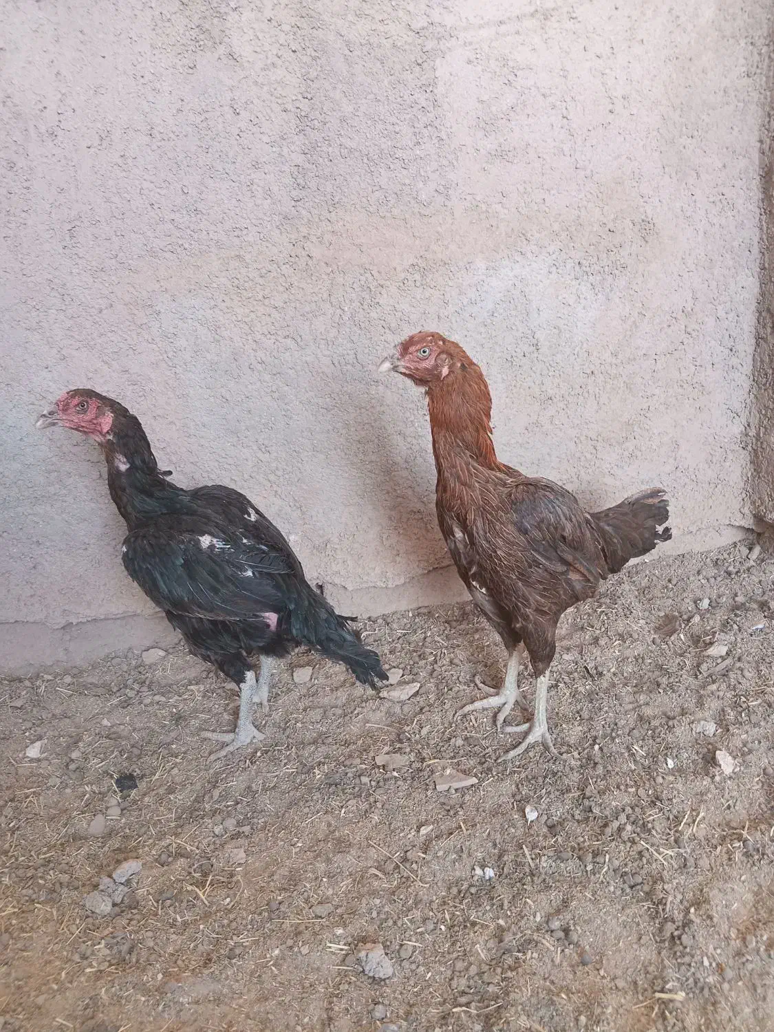 مرغ لاری|حیوانات مزرعه|گرمسار, |دیوار