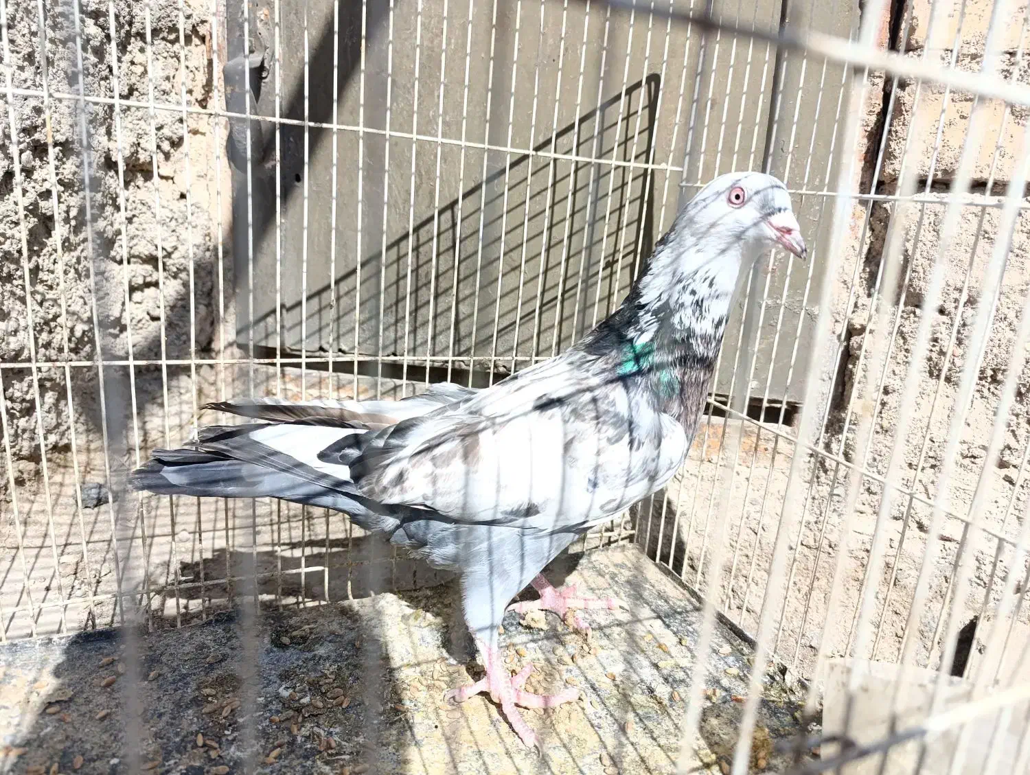 کفتر رنگه|پرنده|مشهد, امیرآباد|دیوار