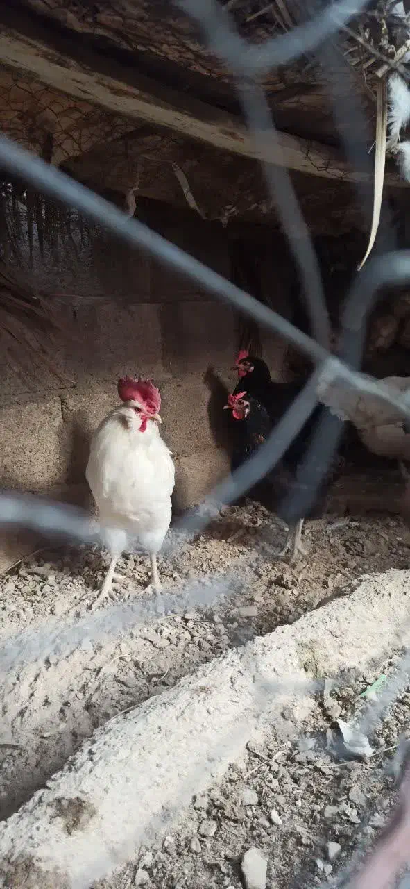 خروس سفید ریشی پا سیاه 850 ت|حیوانات مزرعه|خورموج, |دیوار