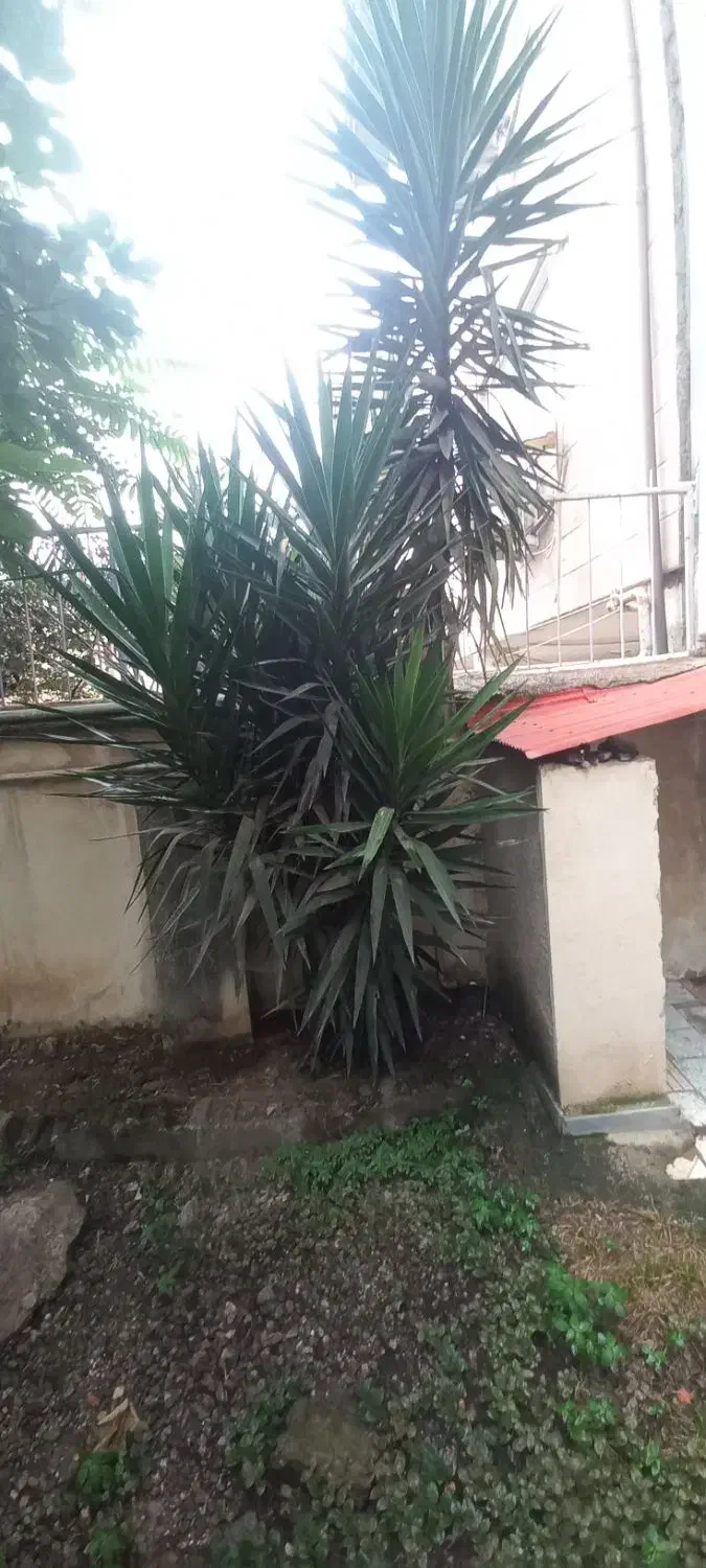 فروش گل|گل و گیاه طبیعی|ماسال, |دیوار