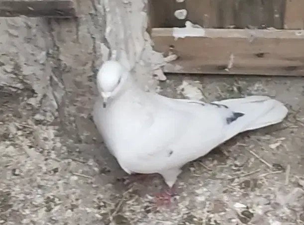 چند عدد کفتر رفته|حیوانات|زنجان, |دیوار