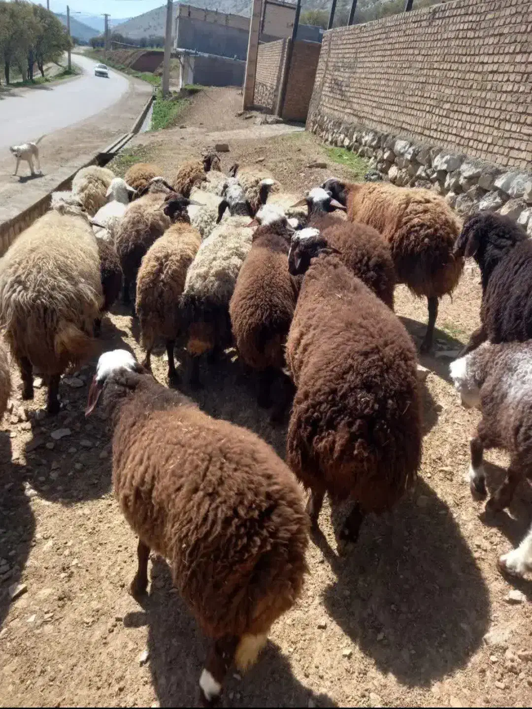 گوسفند زنده باپلاک سلامت|حیوانات مزرعه|مشهد, شهرک لشکر (شهرک غرب)|دیوار