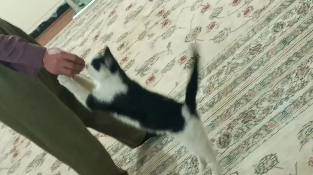 گربه آرام|گربه|همدان, |دیوار