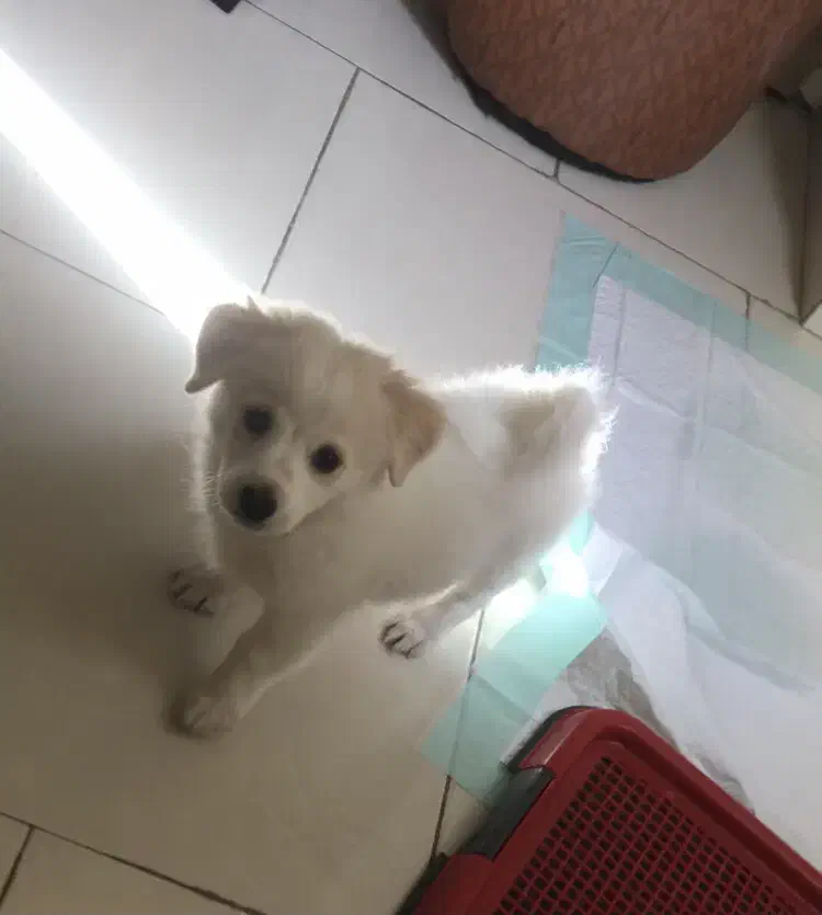 واگذاری پت نر|سگ|تهران, اتابک|دیوار