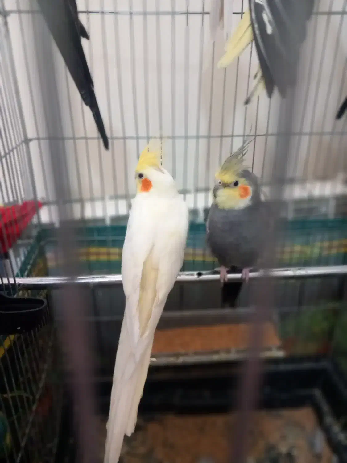 عروس‌هلندی|پرنده|سهند, |دیوار