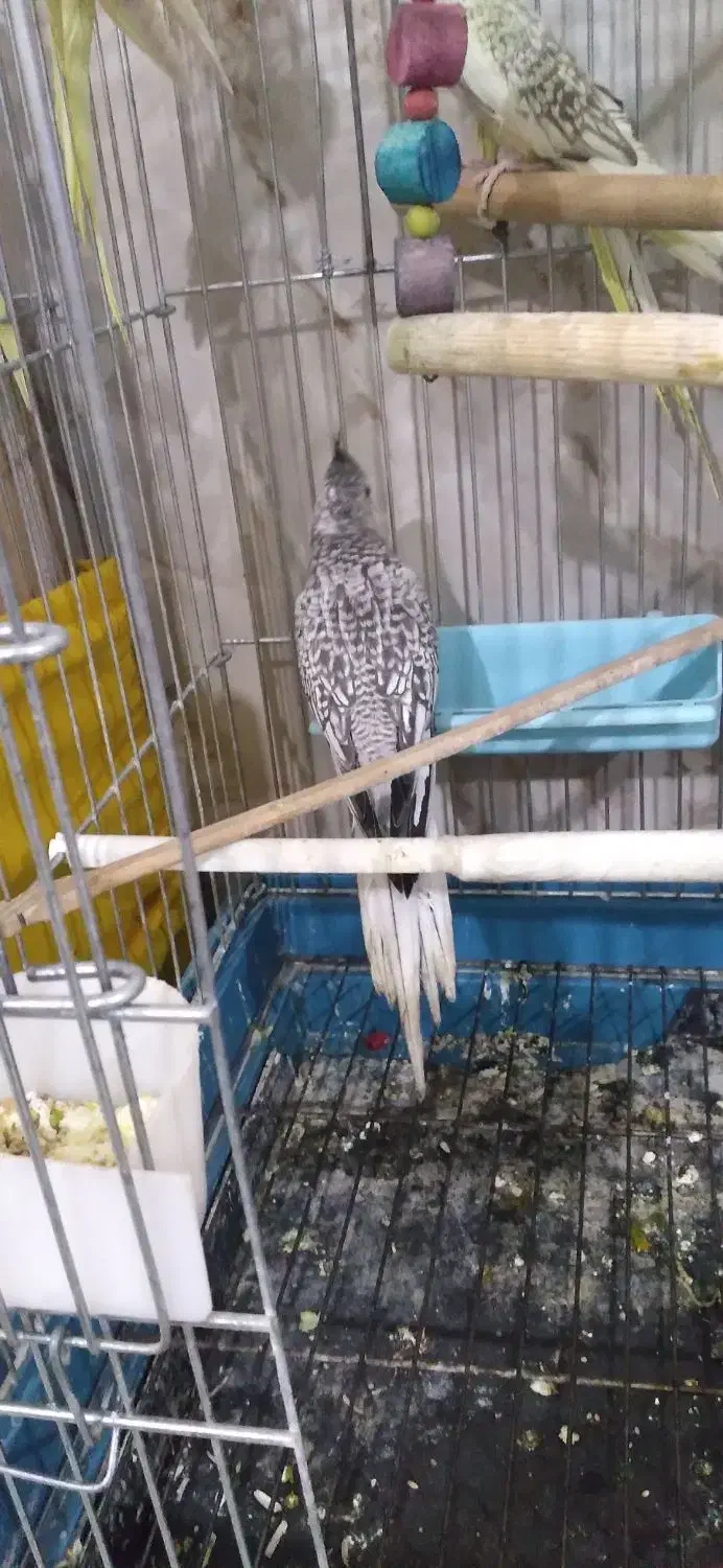 عروس هلندی مولد و نژاد دار|پرنده|مشکیندشت, |دیوار