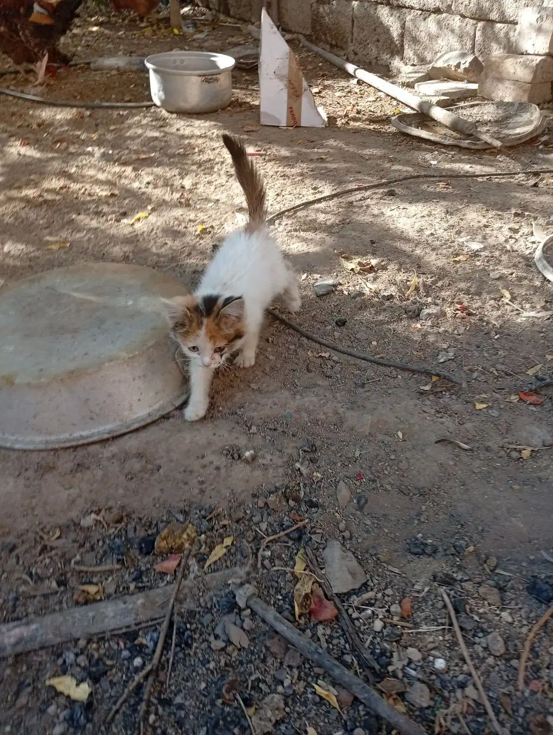 بچه گربه رایگان|گربه|خبر, |دیوار