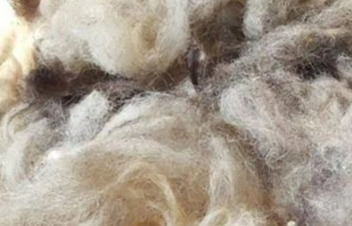 پشم تمیز و شسته شده با شوینده|رختخواب، بالش، پتو|قزوین, |دیوار