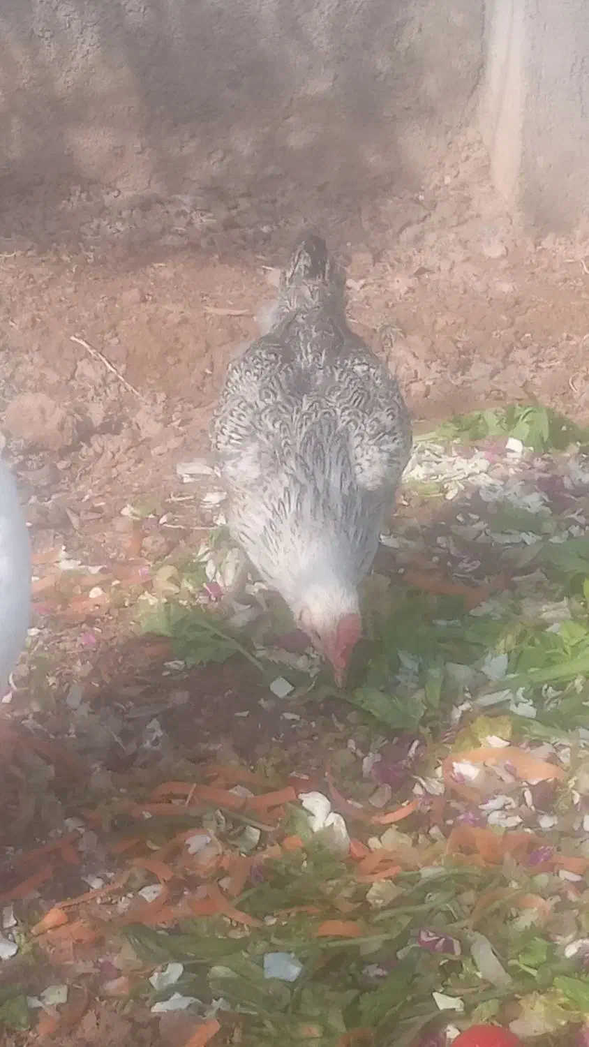 مرغ|حیوانات مزرعه|مشهد, خواجه ربیع|دیوار