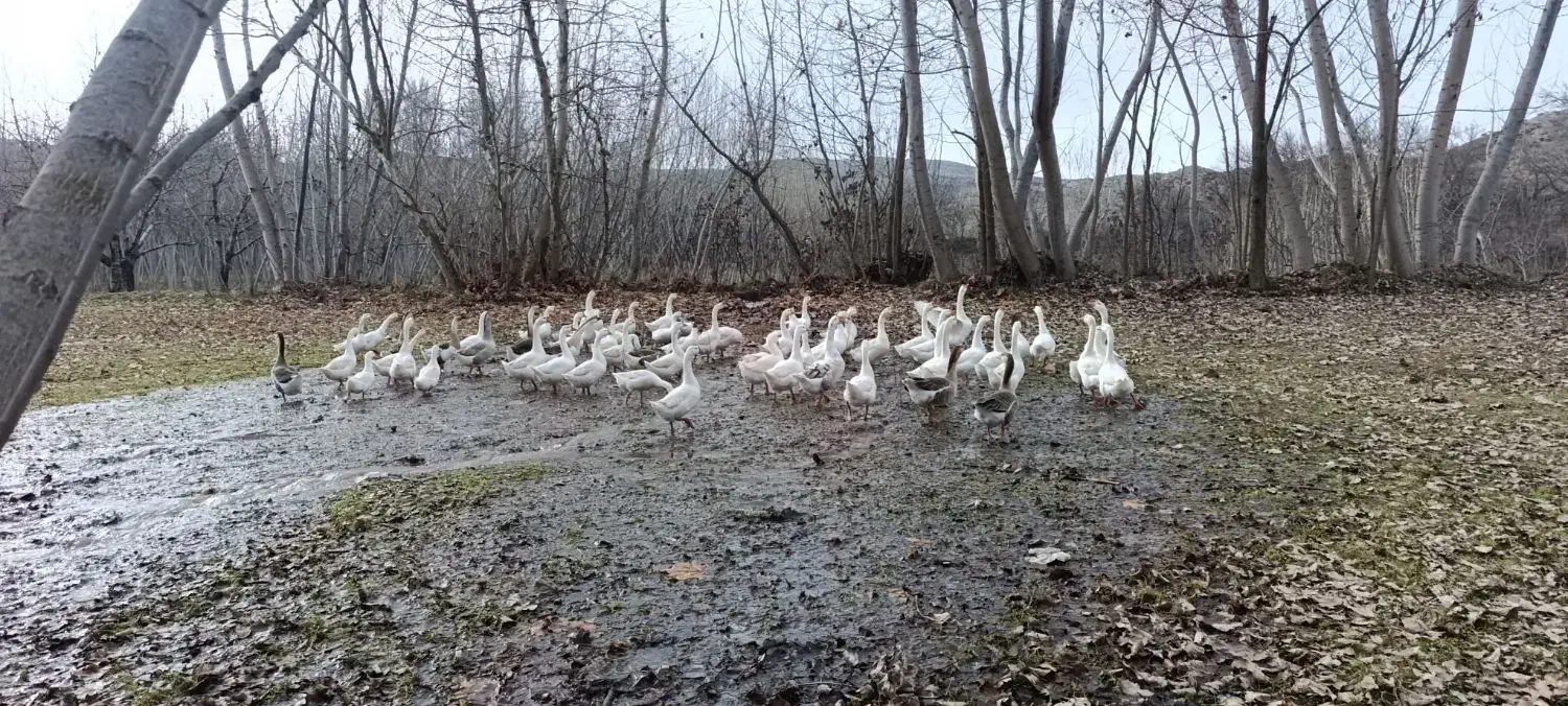 غاز|حیوانات مزرعه|انگوت, |دیوار