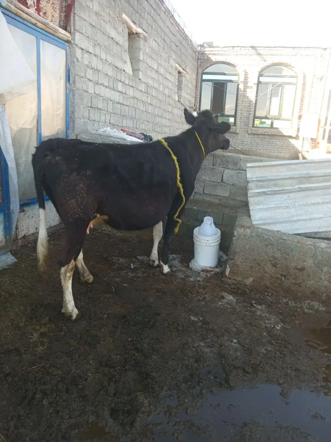گاو سیاه ابستن|حیوانات مزرعه|اشنویه, |دیوار