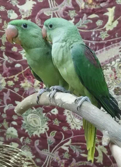 جوجه شاه طوطی|پرنده|تبریز, |دیوار