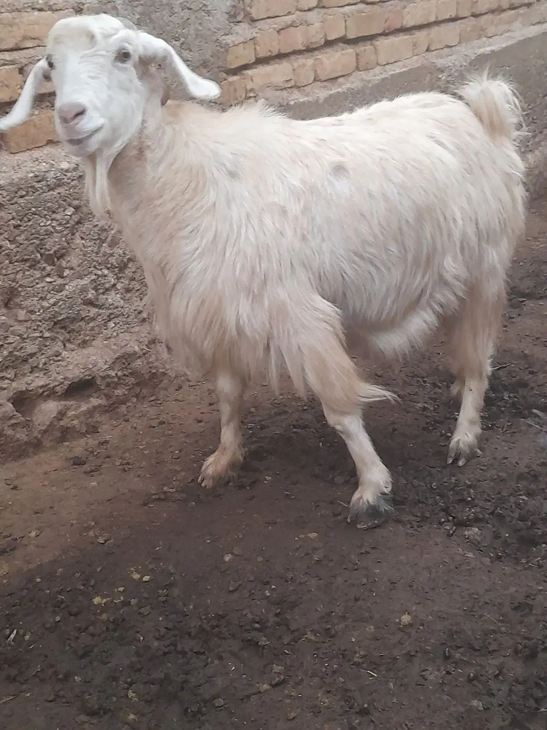 فروش 5عدد بز ..4عددماده.1عدد نر|حیوانات مزرعه|ماهنشان, |دیوار