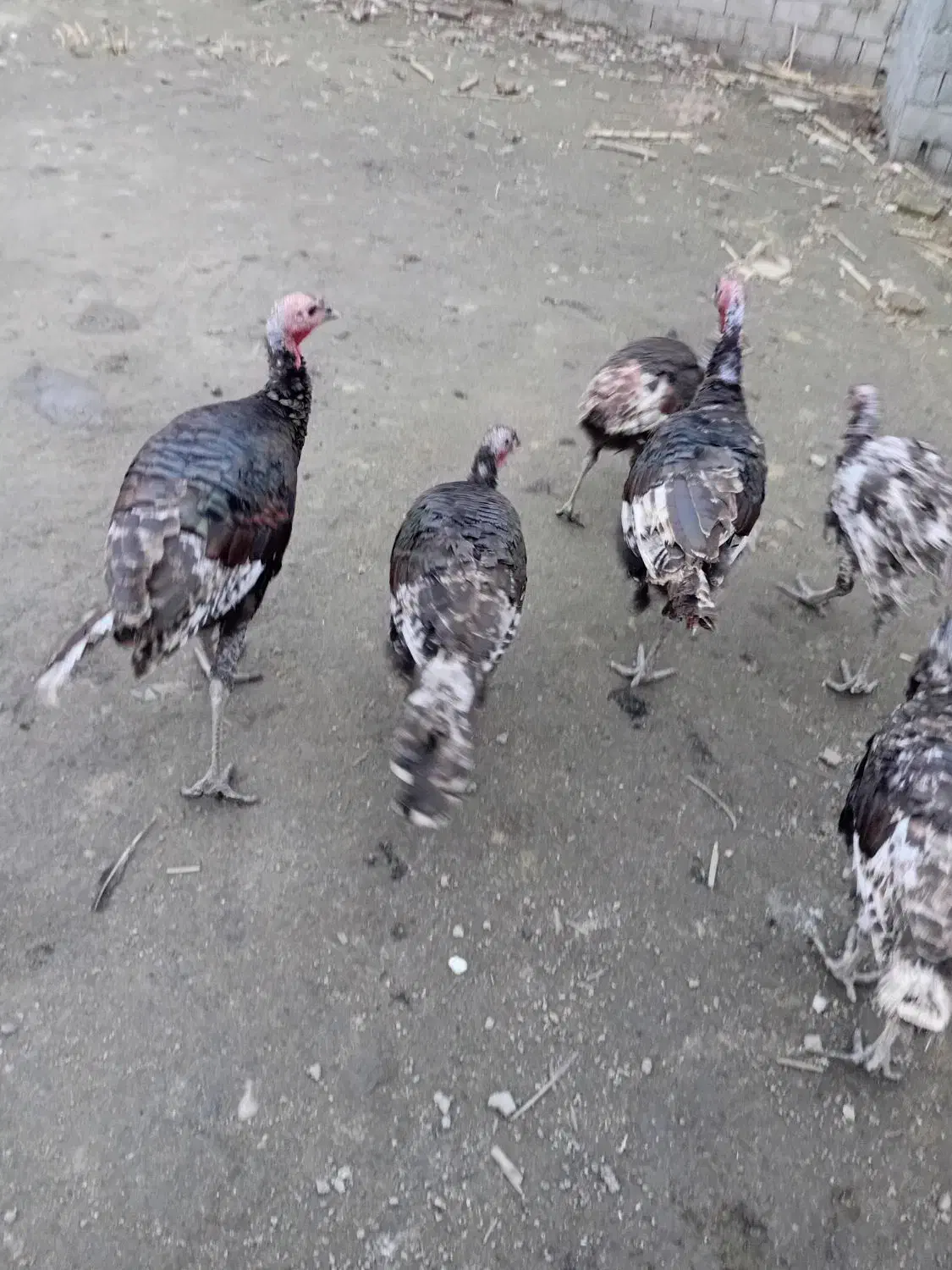 بوقلمون برنز سینه پهن انگلیس فروشی|پرنده|قائم‌شهر, |دیوار