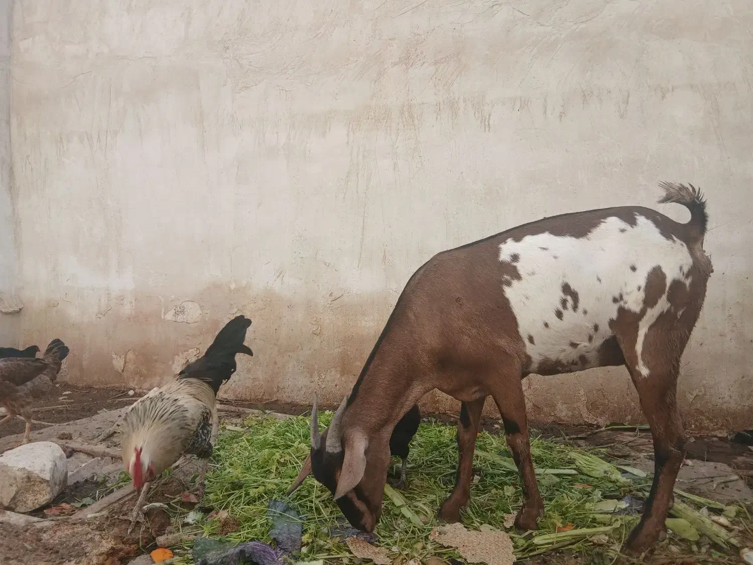 بز سومالی|حیوانات مزرعه|بردخون, |دیوار