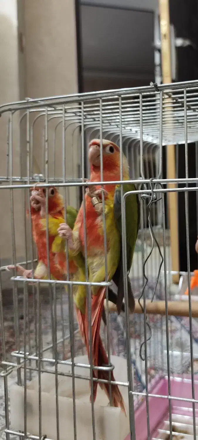 گرینچیک|پرنده|شیراز, شهرک سراج‎|دیوار