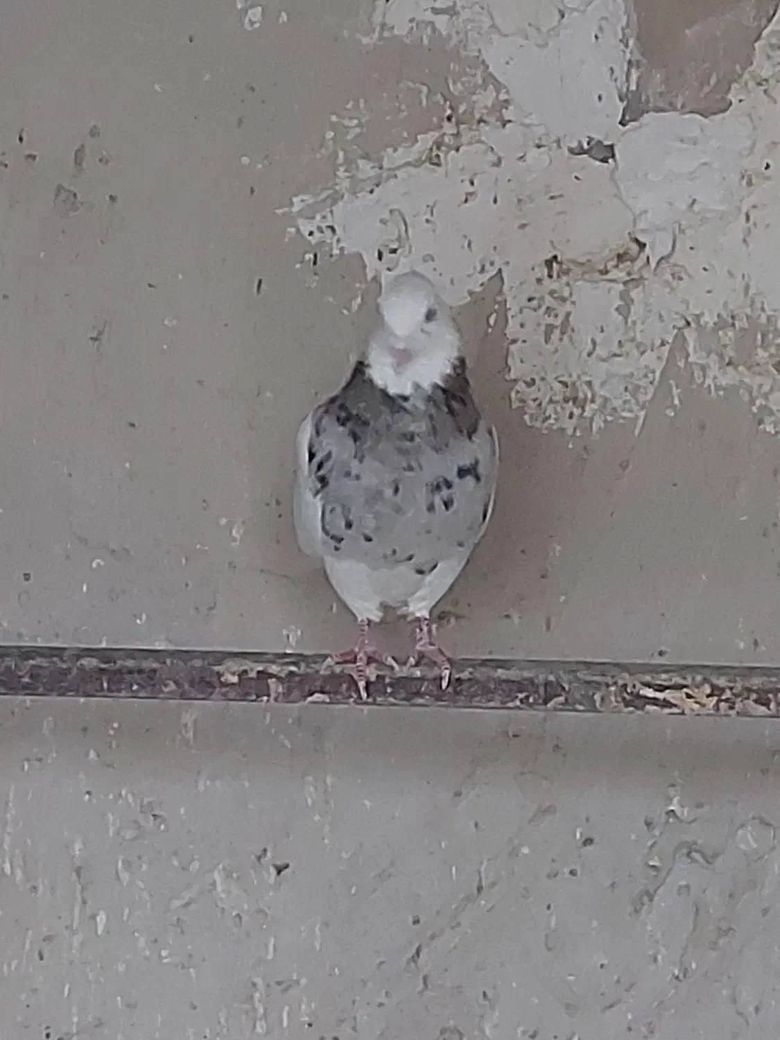 طوقی نر|پرنده|فردیس, قریشی|دیوار