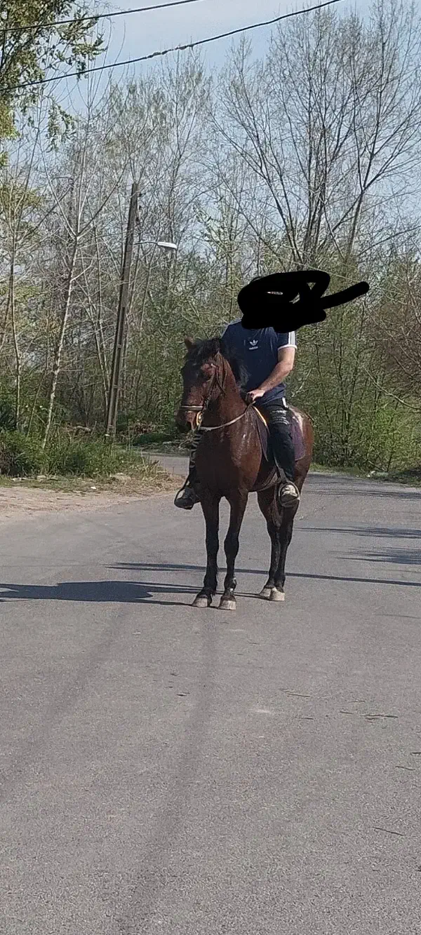 اسب دوخون|اسب و تجهیزات اسب‌سواری|کوچصفهان, |دیوار