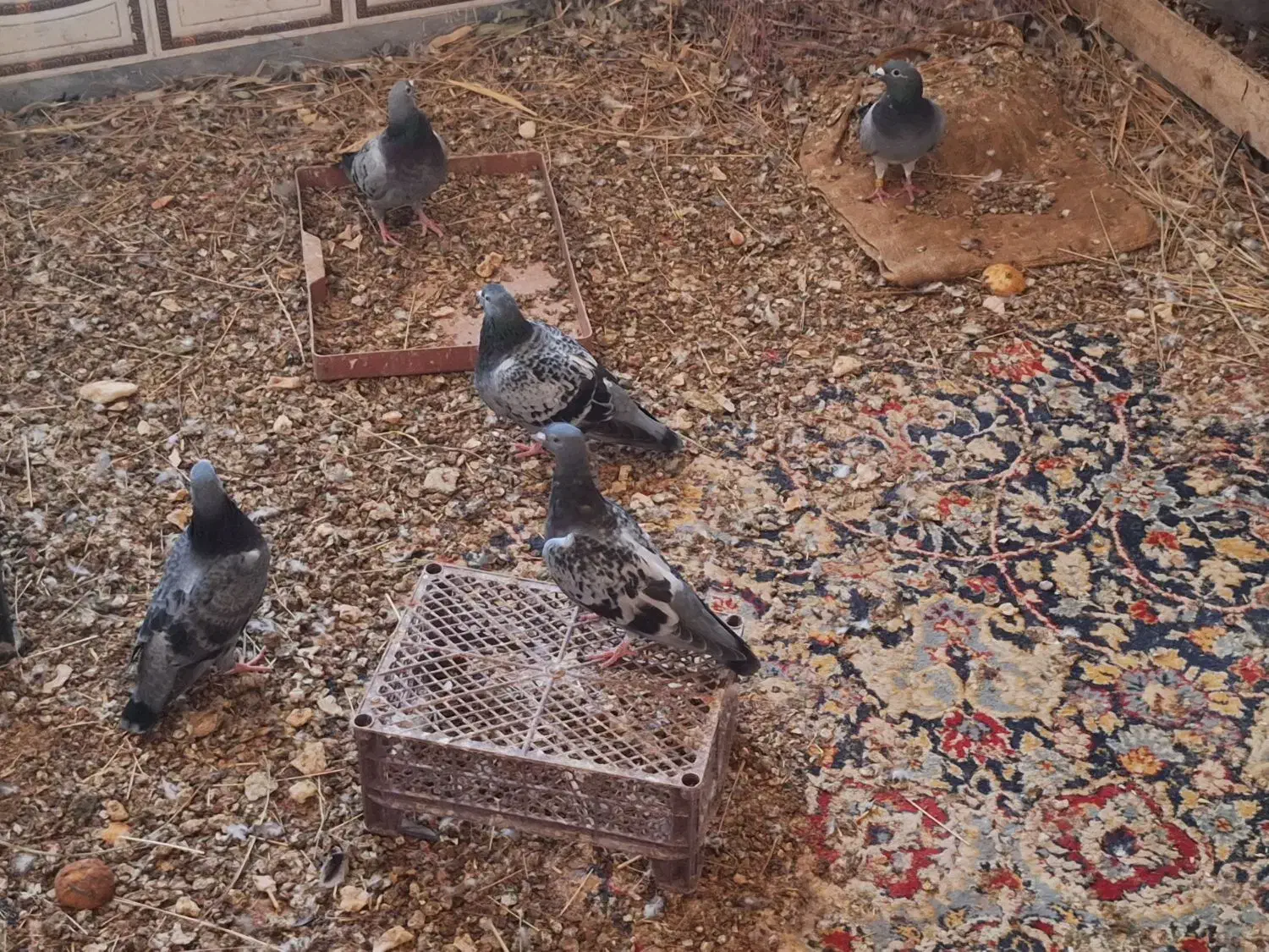 کبوتر پلاکی|پرنده|اهواز, فرهنگ شهر|دیوار