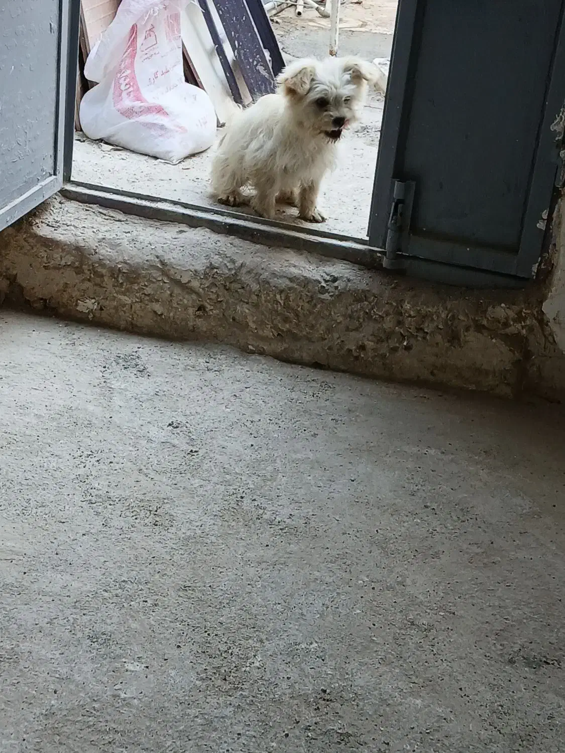 پاپی|سگ|مشهد, مهدی آباد|دیوار