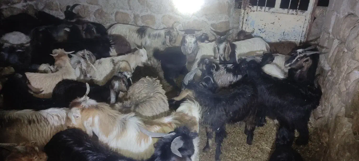 فروش چپش نر|حیوانات مزرعه|اندیمشک, |دیوار