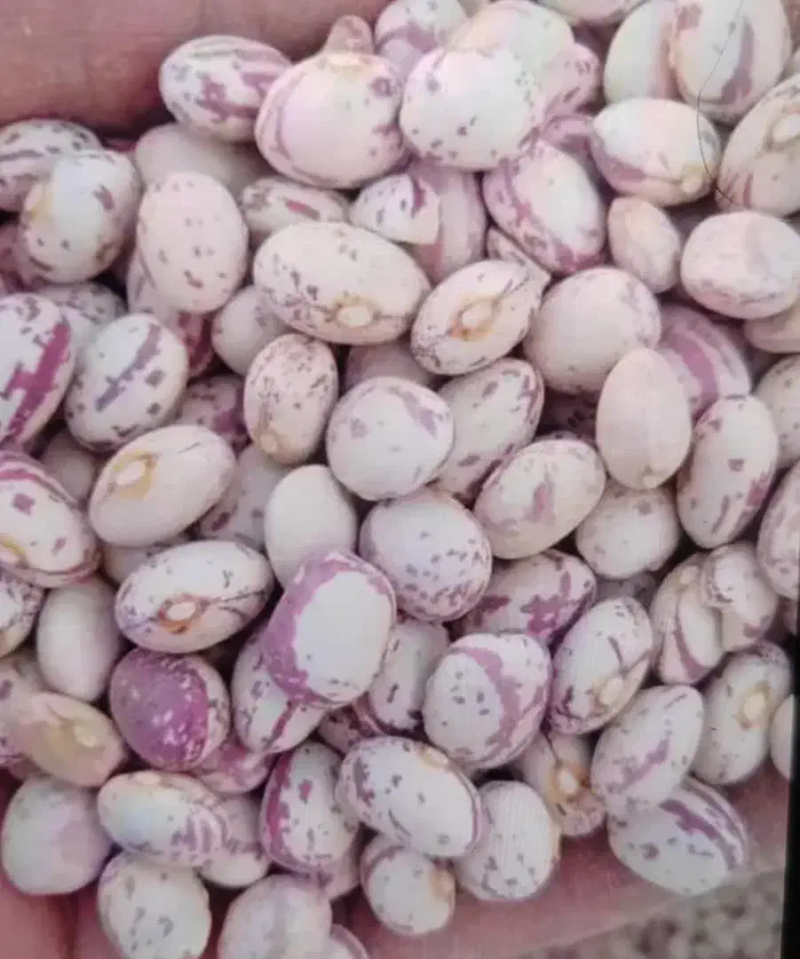 لوبیا چیتی|خوردنی و آشامیدنی|شیراز, محراب|دیوار