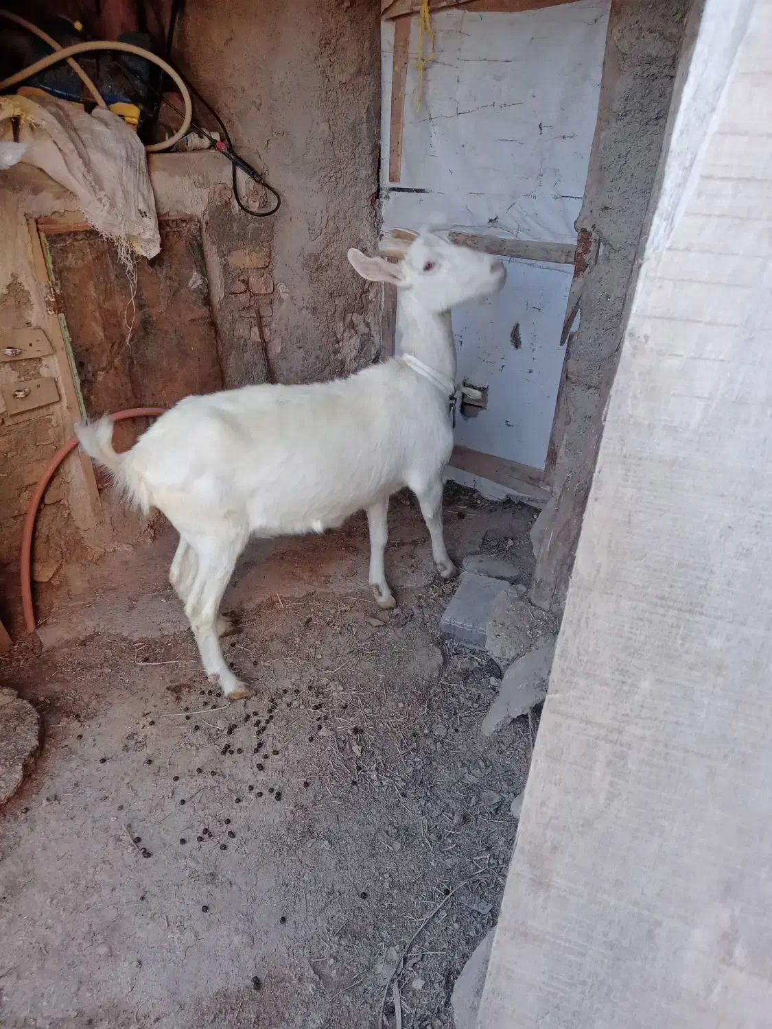 بز سانن|حیوانات مزرعه|سلطانیه, |دیوار