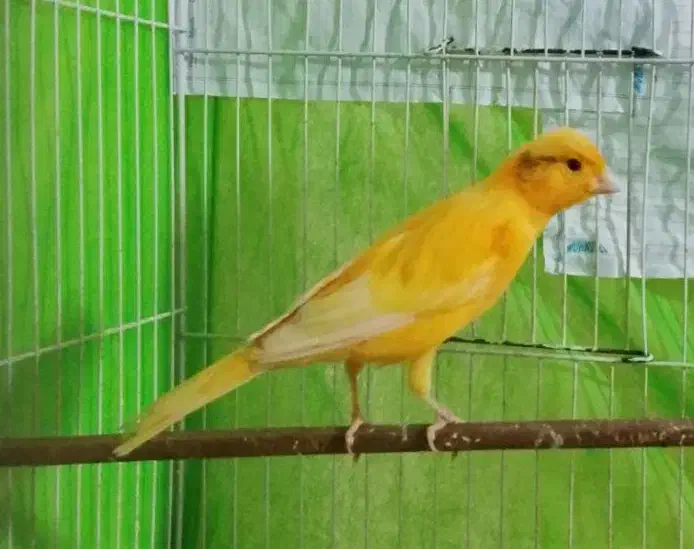 قناری پرتقالی نر قرص شلاقی میخونه به ضمانت|پرنده|زاهدان, |دیوار