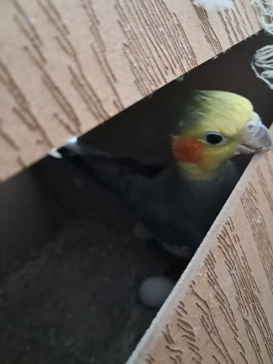 عروس هلندی جفت مولد جوجه بزرگ کن|پرنده|پاکدشت, پاکدشت (مامازند)|دیوار