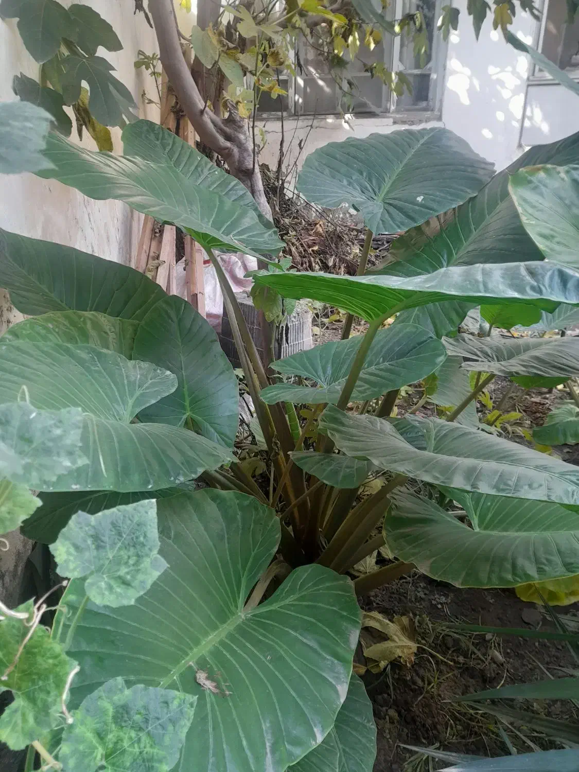 گل طبیعی بابا آدم|گل و گیاه طبیعی|آمل, |دیوار