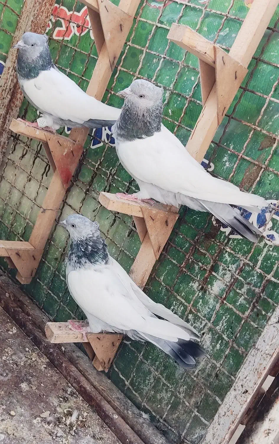 کفتر ماده سینه سربندی 3عدد|پرنده|شیراز, نیستان|دیوار