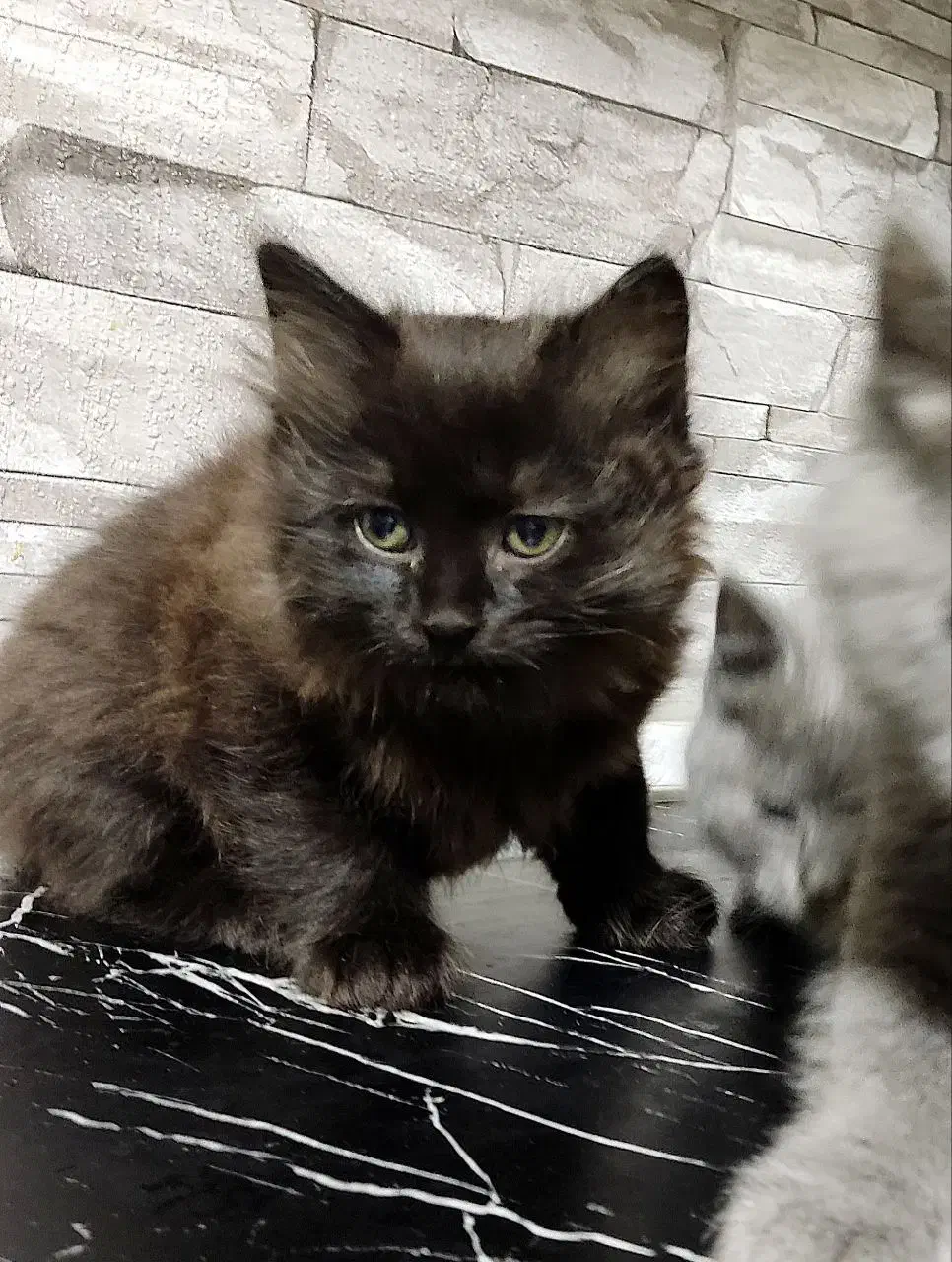 واگذاری بچه گربه|گربه|مشهد, شهرک امام هادی (شهرک غرب)|دیوار