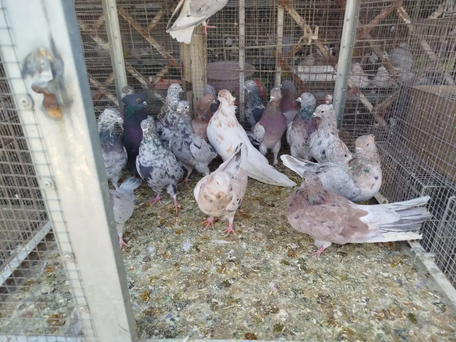 همدانی سرور|پرنده|اصفهان, ارغوانیه|دیوار