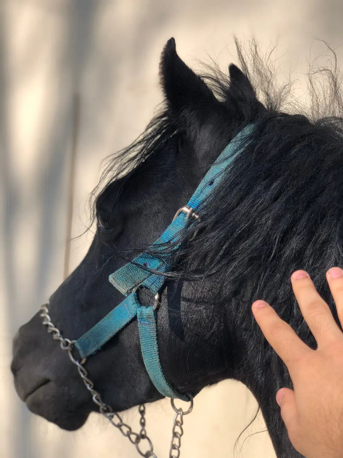 اسب سواری مشکی|اسب و تجهیزات اسب‌سواری|چمستان, |دیوار