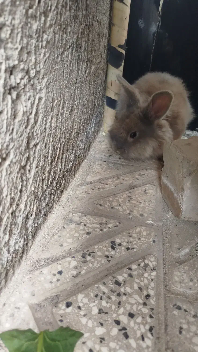 خرگوش لپی|موش و خرگوش|نیشابور, سرآب کوشک|دیوار