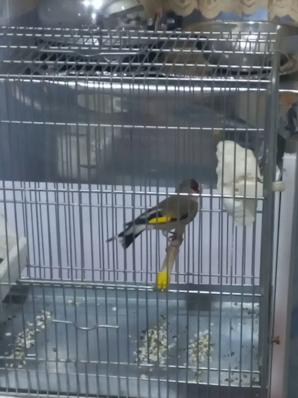 سهره دو رگ قرص بخون|پرنده|اندیشه, اندیشه فاز ۱|دیوار